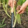 Asparagus/Harvest Knife -Garden Tool Store BL114 asparagus harvest knife u 81
