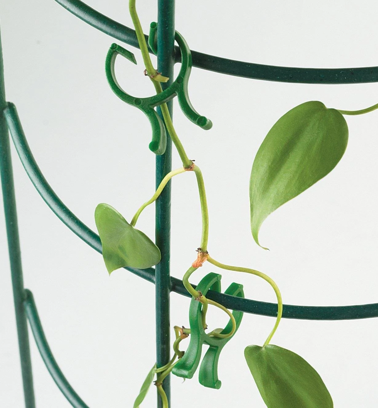 Vine Clips 4 Vine Clips - Image 2