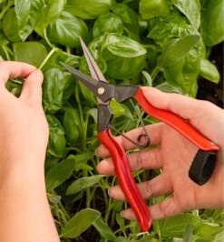 Garden Snips -Garden Tool Store EB126 u 0132