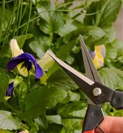 Garden Snips -Garden Tool Store EB126 u 0151