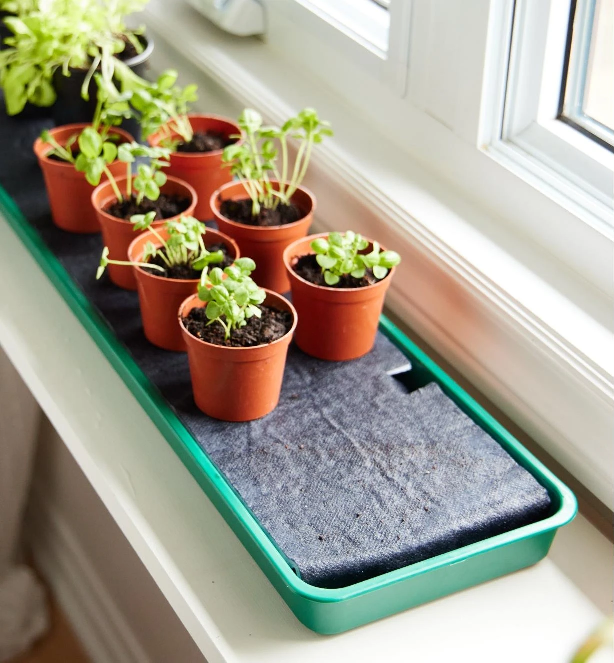 Self-Watering Windowsill Tray 3 Self-Watering Windowsill Tray