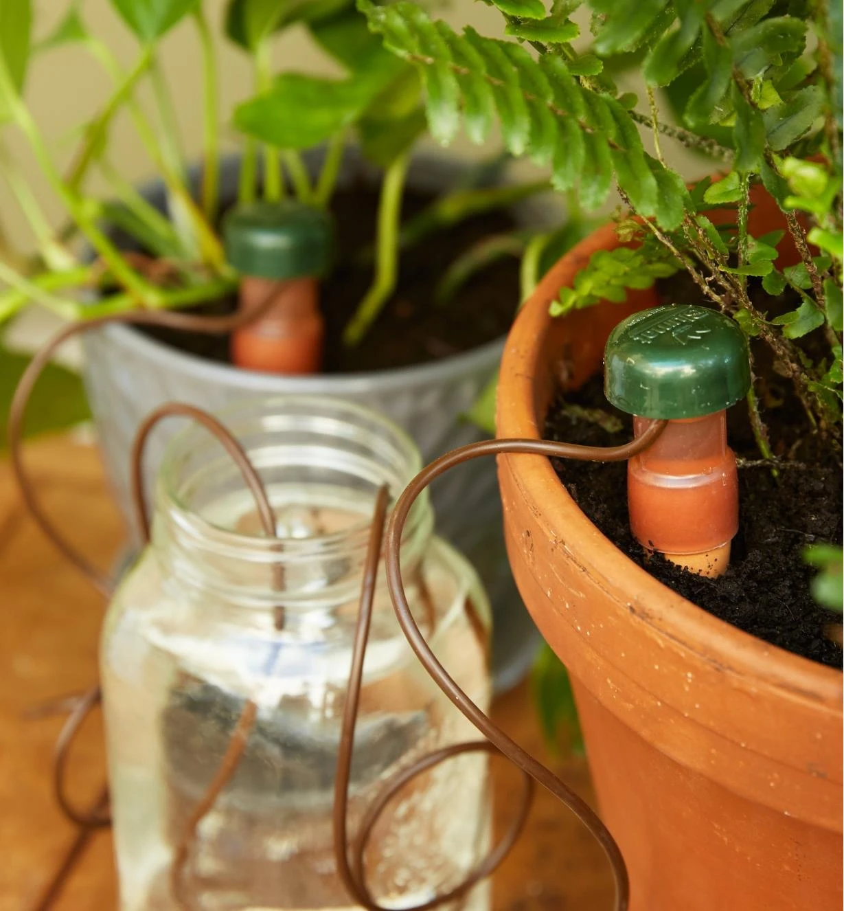 Automatic Plant Waterers 4 Automatic Plant Waterers - Image 2