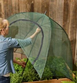 Umbrella Plant Dome